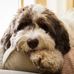 Aussiedoodle All Grown Up from Nellie’s AussieDoodles