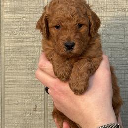 Miss Sadie - Red  female Poodle puppy in Fairfield, North Carolina from Leaning T Ranch