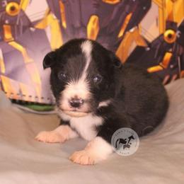 Shinn - Black & white male Australian Shepherd puppy in Colorado Springs, Colorado from Dawn 2 Dusk Ranch