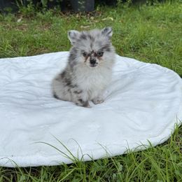 Tyson - Blue merle male Pomeranian puppy in North Naples, Florida from Moon Ranch Puppies