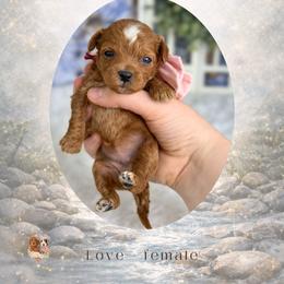 Love - Red  female Goldendoodle puppy in Canton, Georgia from Teddy Puppies