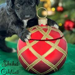Australian Labradoodle Puppies from Sandcastle Labradoodles