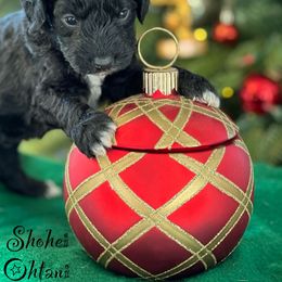 Australian Labradoodle Puppies from Sandcastle Labradoodles