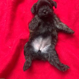Stacie 2500 - Sable female Yorkipoo puppy in Gastonia, North Carolina from Dynasty Kennel