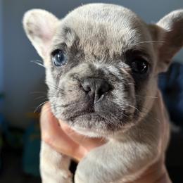 French Bulldog puppies from Fancy Lil Frenchies