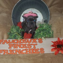 French Bulldog Puppies from Faucheux's Finest Frenchie's