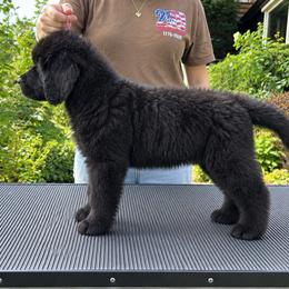 Purple Collar - Black male Newfoundland puppy in New York from Johnson Farms
