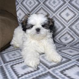 Forest - Brindle and white male Shih Tzu puppy in Branson, Missouri from Ren