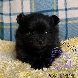 AKC FLY - Black female Pomeranian puppy in Watkins Glen, New York from Wicked Spirits Pomeranians