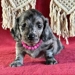 Tatum - Black female Dachshund puppy in Lincoln, Arkansas from Red Dirt Dachshunds