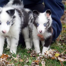 Rottweiler and Shetland Sheepdog Puppies from Mountain High Kennels
