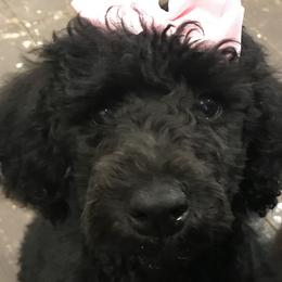 Aussiedoodles, Australian Shepherds, and Poodles from Debbies Aussies NWA/Debbies Doodles NWA