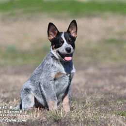 Australian Cattle Dog and Labrador Retriever Puppies from Lakylu Kennels