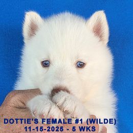 DOTTIE'S FEMALE 1 - White female Siberian Husky puppy in Manilla, Iowa from Bruck's Siberian Huskies