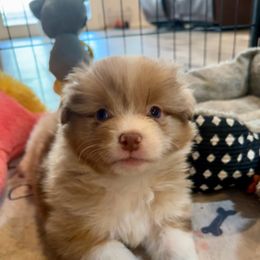 Sunny - Red merle male Miniature American Shepherd puppy in Florseville, Texas from Ashber Farm