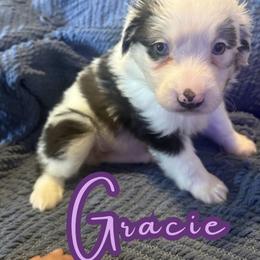 Gracie - Blue merle female Toy Australian Shepherd puppy in Union Grove, North Carolina from Grove Farm