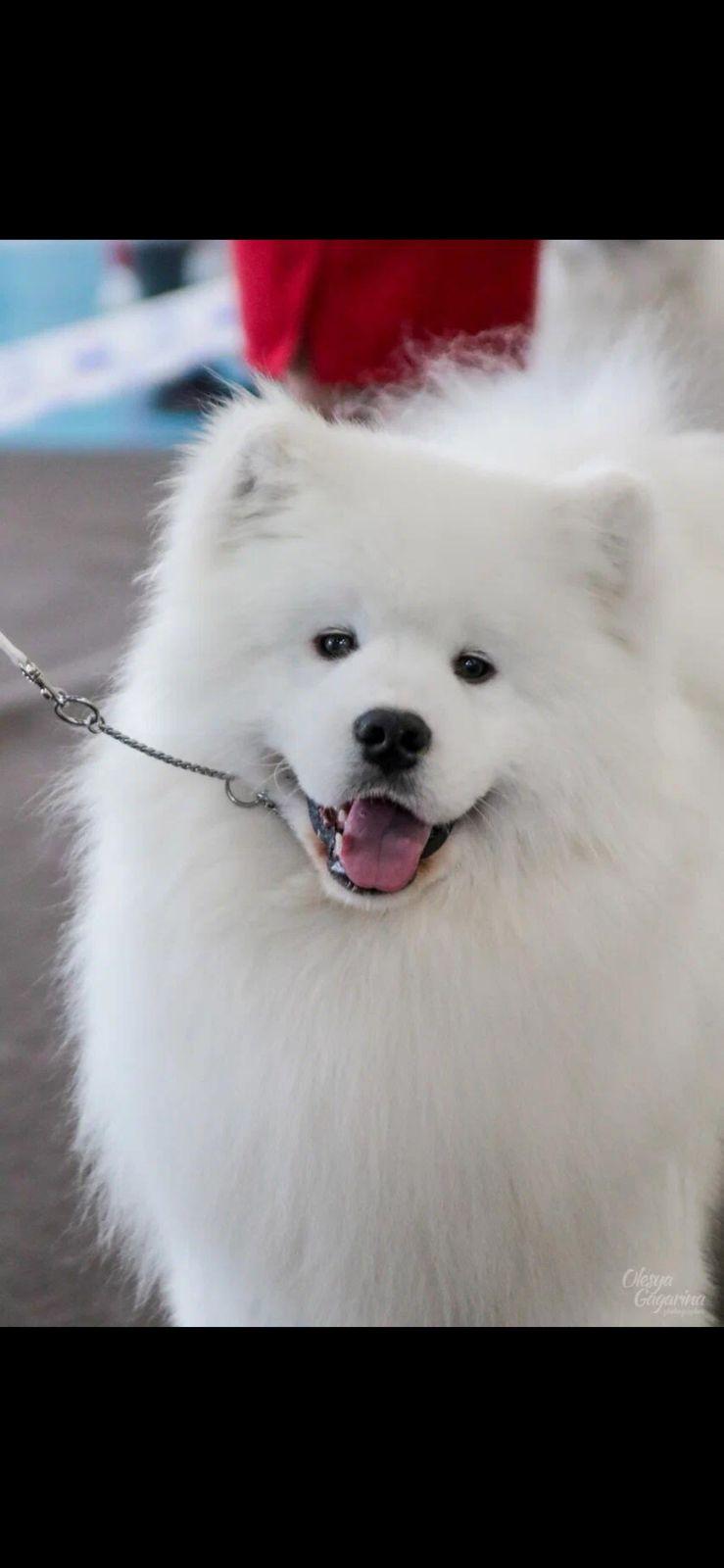 Samonode Dog SnoDen Samoyeds in Florida | Samoyed puppies | Good Dog