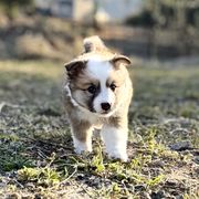 Icelandic Sheepdog Puppies from Hjarta Icelandics
