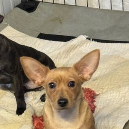 Chihuahuas from Chihuahua momma