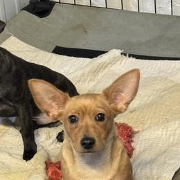Chihuahuas from Chihuahua momma