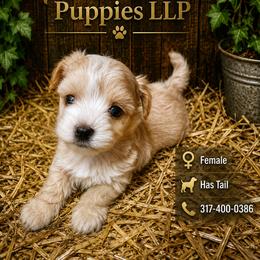Dark Tan With Tail - Tan female Morkie puppy in Avon, Indiana from Precise Puppies LLP