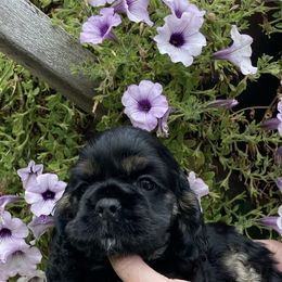 Cocker Spaniel Puppies from Doc's Cockers