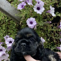 Cocker Spaniel Puppies from Doc's Cockers