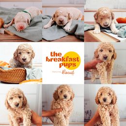 Goldendoodle Puppies from The Breakfast Pups