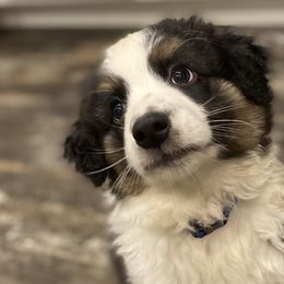 Miniature Australian Shepherds from Holloway Farms