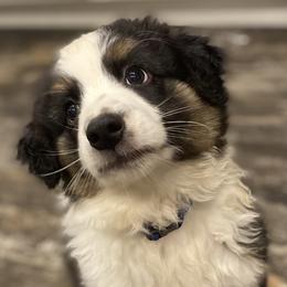Miniature Australian Shepherds from Holloway Farms