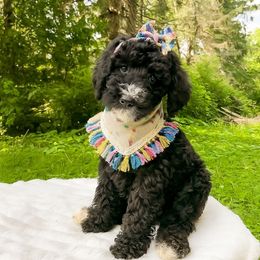 Teeter - Black and white female Bernedoodle puppy in Amery, Wisconsin from Cornerstone Kennels