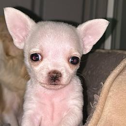 Divinity (Diva for short) - White female Chihuahua puppy in New Castle, Delaware from Sasha’s Elite Kennel LLC