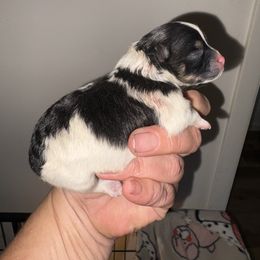 Tank - Tri-colored male Pomeranian puppy in Gilmer, Texas from Fairchild Fancy Pomeranians and Coachella Pomeranians