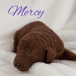 Mercy - Red  female Poodle puppy in Dayton, Texas from Wolfe Island Poodles