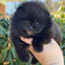 Black boy - Black male Pomeranian puppy in Pittsburgh, Pennsylvania from Peachy Pomeranians