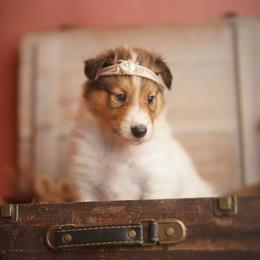 Dutchess - White female Collie puppy in Blacksburg, Virginia from Blackberry Hills Cattle dogs and Collies