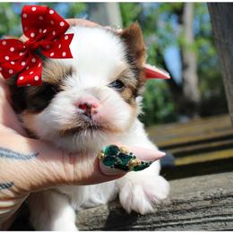 Belle - Parti female Yorkshire Terrier puppy in Warren, Michigan from Danielle's Yorkie Babies