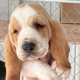 Blue collar - Red and white male Basset Hound puppy in Kenansville, Florida from Fancy Hounds