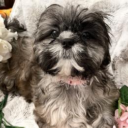 Shih Tzu Puppies from Amy’s Awesome Shih Tzus
