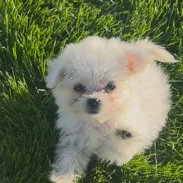 Tiny - White female Shihpoo puppy in Wagner, South Dakota from Lisas Pomeranians