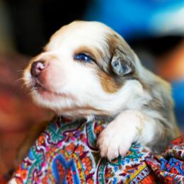 Honey Bun - Blue merle female Australian Shepherd puppy in Paola, Kansas from Tiz Ranch