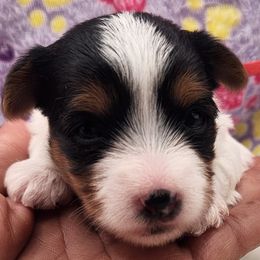 Willow (Parti Female red collar) - Parti female Yorkshire Terrier puppy in Indianapolis, Indiana from Parti Time Yorkies-Indy