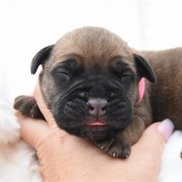 Penny - Fawn female Bullmastiff puppy in Chickasha, Oklahoma from Rustic Lace