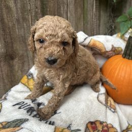 Stitch - Apricot male Goldendoodle puppy in Atlantic Beach, Florida from Glamorous Golden Doodles