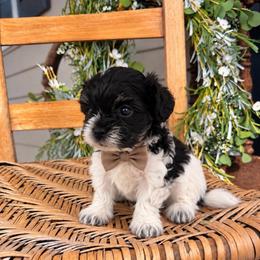 Poppy - Phantom male Maltipoo puppy in Dover, Florida from Country Cottage Puppies