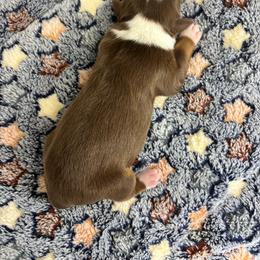 Dolly - Red tri female Miniature Australian Shepherd puppy in Liberty, South Carolina from Alexander Canines