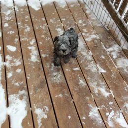 Miniature Schnauzer Puppies from ToMar Miniature Schnauzers 