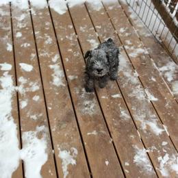 Miniature Schnauzer Puppies from ToMar Miniature Schnauzers 