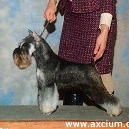 Zeda - Miniature Schnauzer