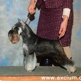 Zeda - Miniature Schnauzer